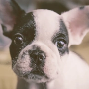 French bulldog puppy looking up