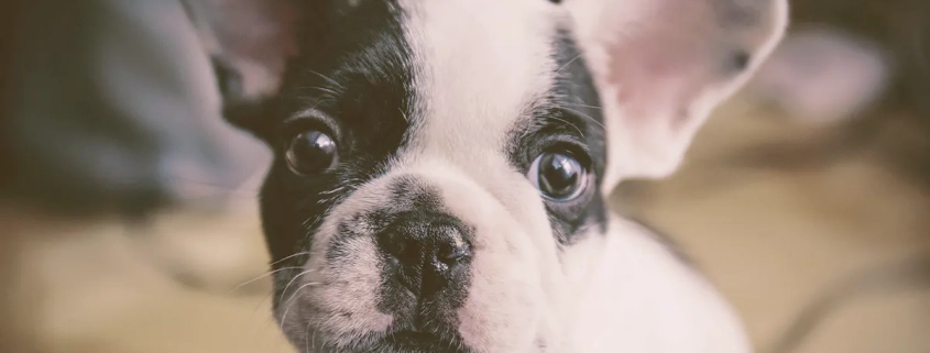 French bulldog puppy looking up