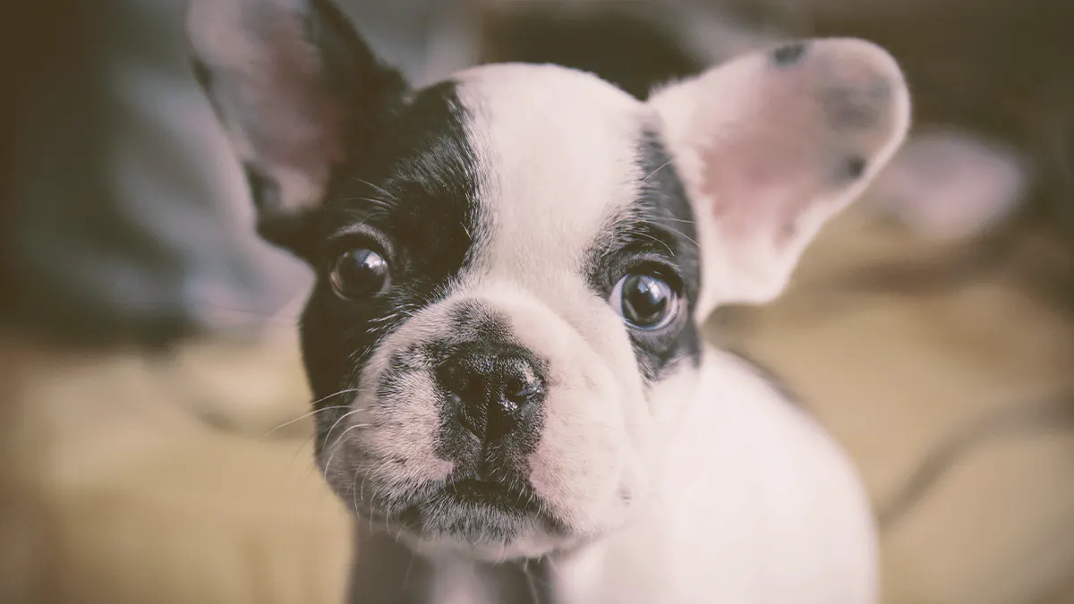 French bulldog puppy looking up