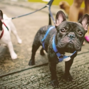 two French bulldog being walked by owner