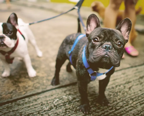 two French bulldog being walked by owner