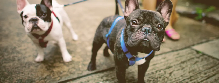 two French bulldog being walked by owner