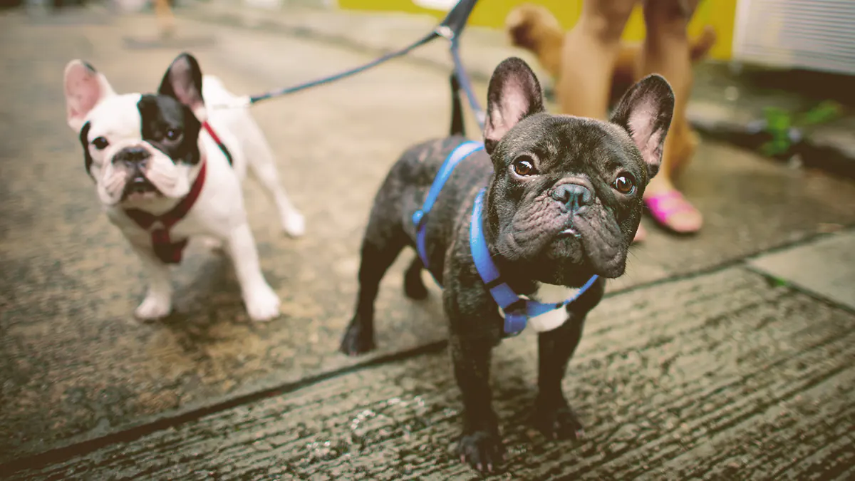 two French bulldog being walked by owner