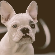 puppy French bulldog with blue eyes looking