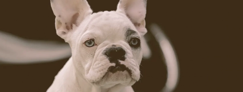 puppy French bulldog with blue eyes looking