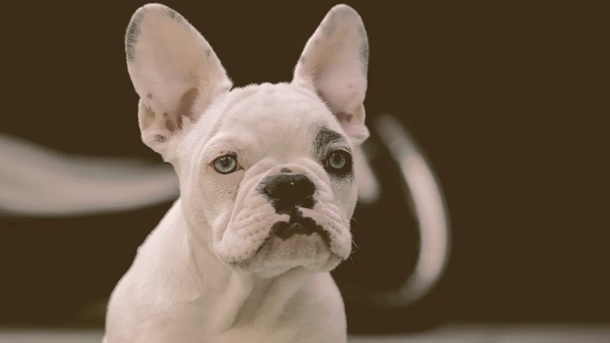 puppy French bulldog with blue eyes looking