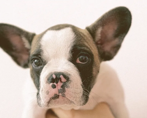 puppy French bulldog looking