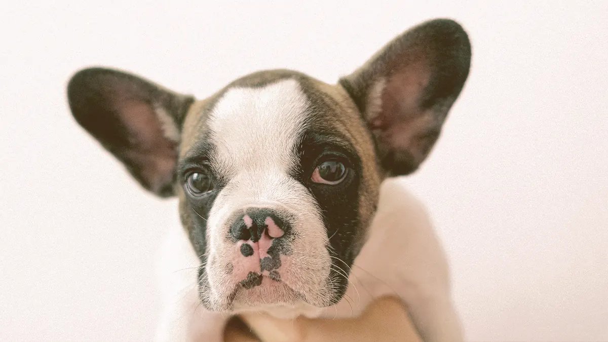 puppy French bulldog looking