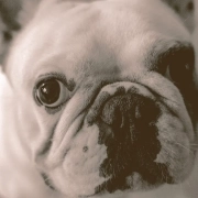 French bulldog looking