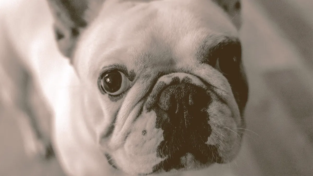 French bulldog looking