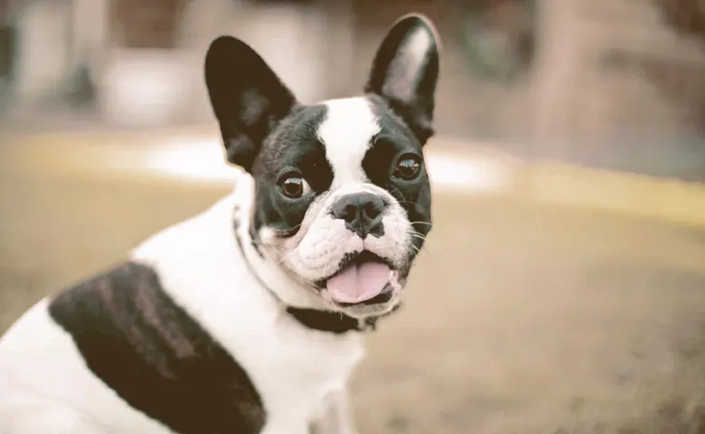 black and white french bulldog looking
