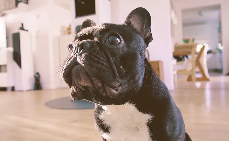 black French bulldog looking up