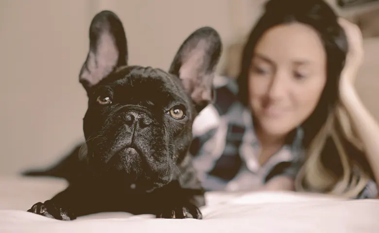 close up on the French bulldog laying with owner on the bed close up on the French bulldog laying with owner on the bed