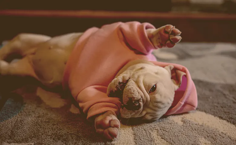 dressed French bulldog with belly up