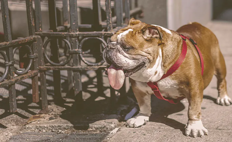 English bulldog near a fence