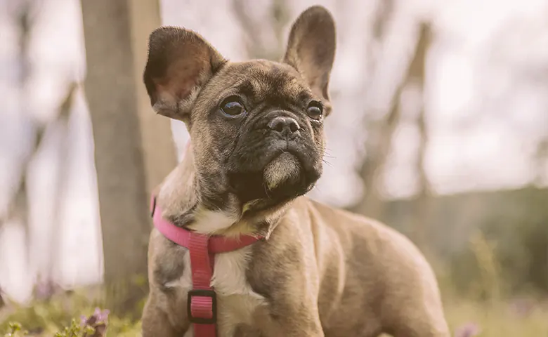 female French bulldog on the park looking