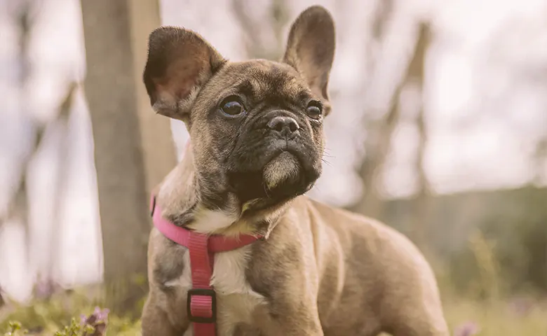 female French bulldog on the park looking female French bulldog on the park looking