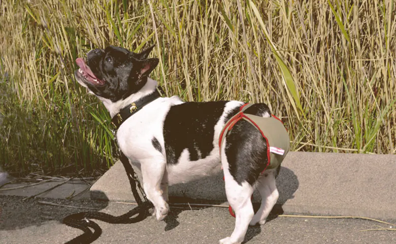 female French bulldog wearing dog nappies