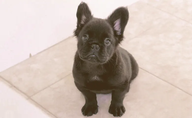 fluffy French bulldog sitting and looking up