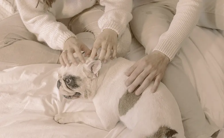 French bulldog being petted French bulldog being petted