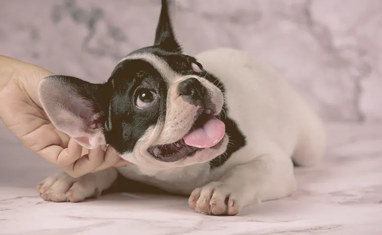 French bulldog being petted on the ear