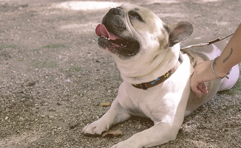 French bulldog being petted