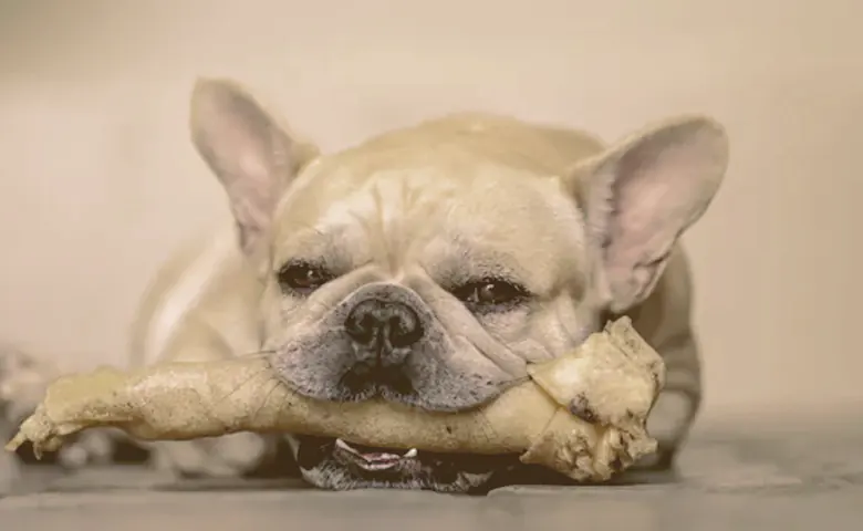 French bulldog chewing a bone