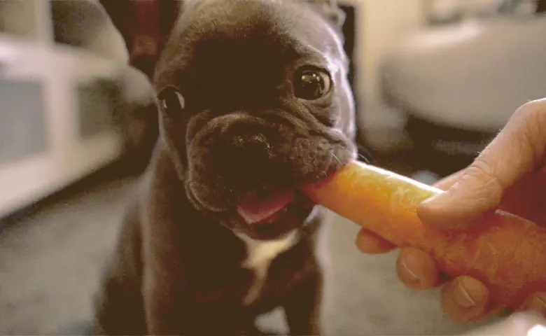 French bulldog eating a carrot