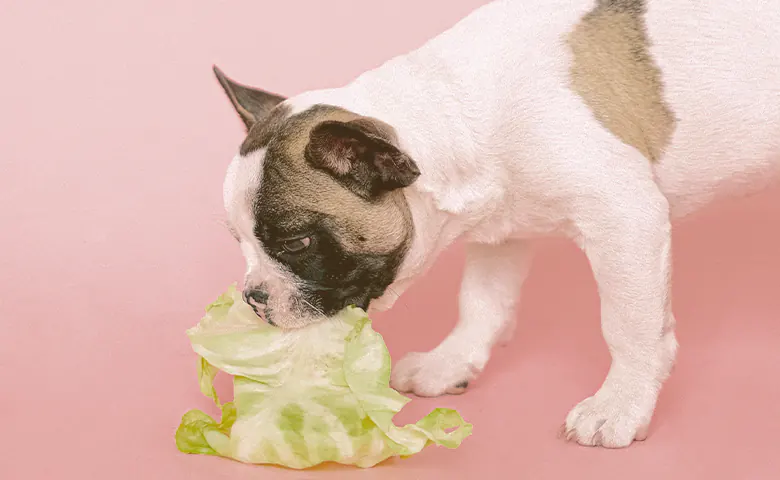 French bulldog eating a vegetable