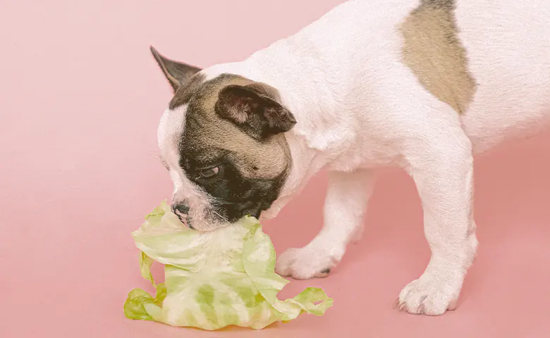 French bulldog eating a vegetable French bulldog eating a vegetable