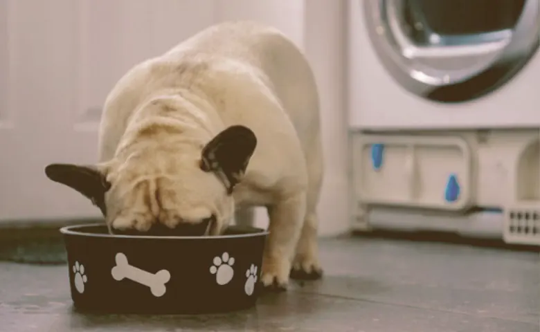 French bulldog eating