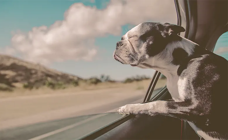 French bulldog enjoying the wind hitting his face outside a car window