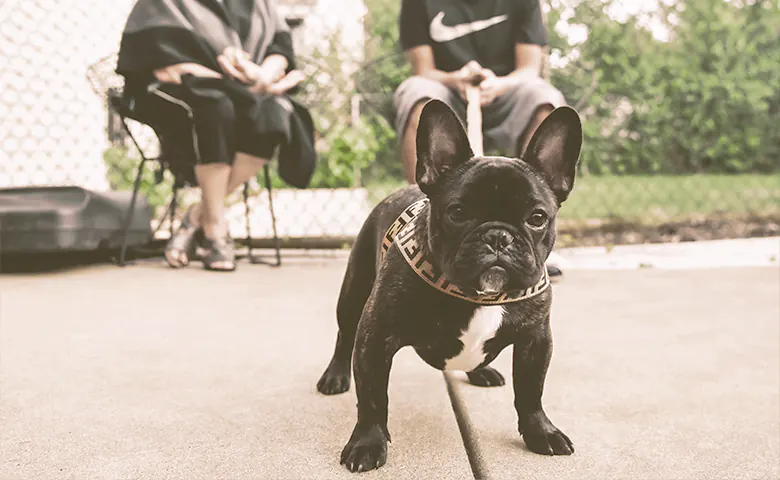 French bulldog getting closer of the camera