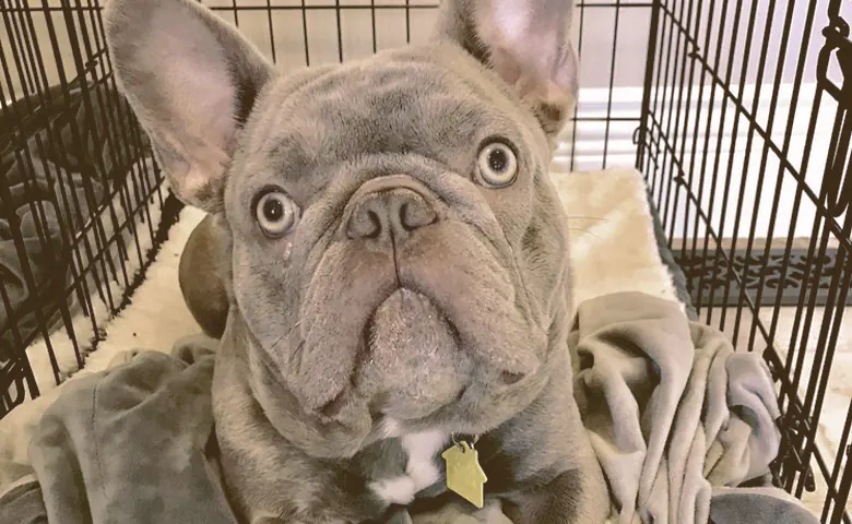 French bulldog laying inside his crate staring