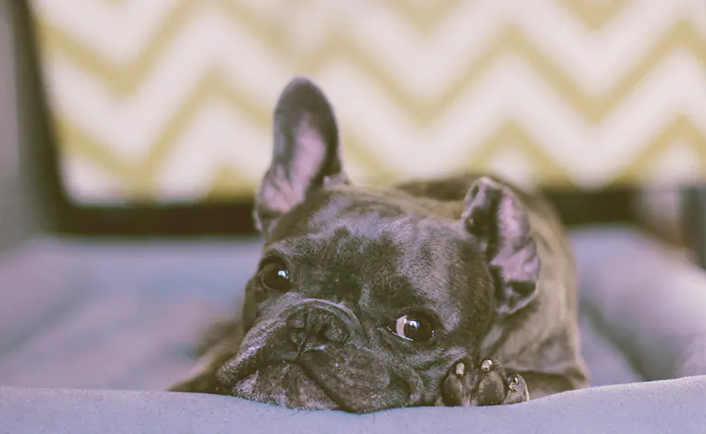 French bulldog laying down on a couch looking