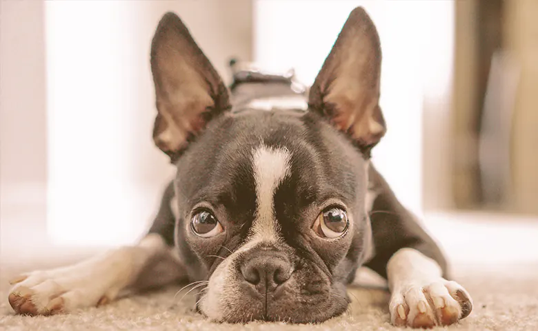French bulldog laying down on the carpet looking up