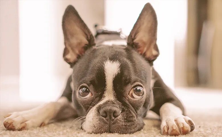 French bulldog laying down on the carpet looking up French bulldog laying down on the carpet looking up