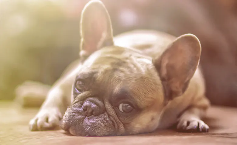 French bulldog laying down on the floor looking
