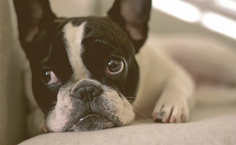 French bulldog laying on the couch looking