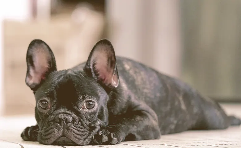 French bulldog laying on the floor