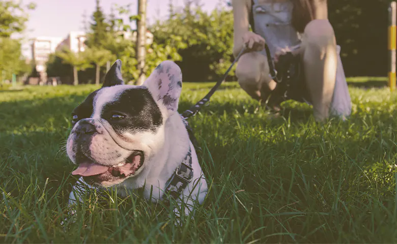French bulldog laying on the grass next with his owner