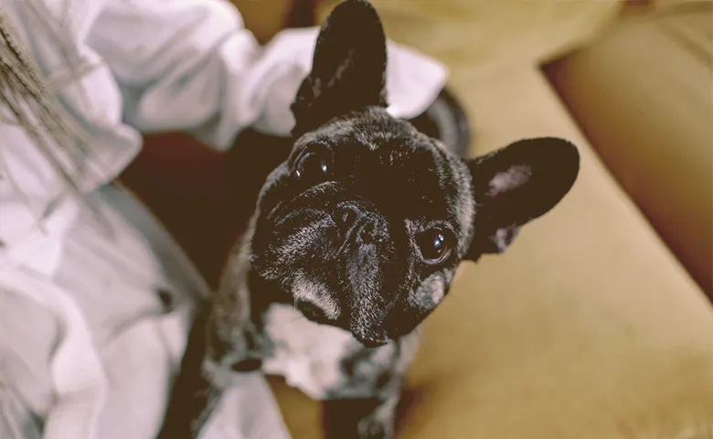 French bulldog looking