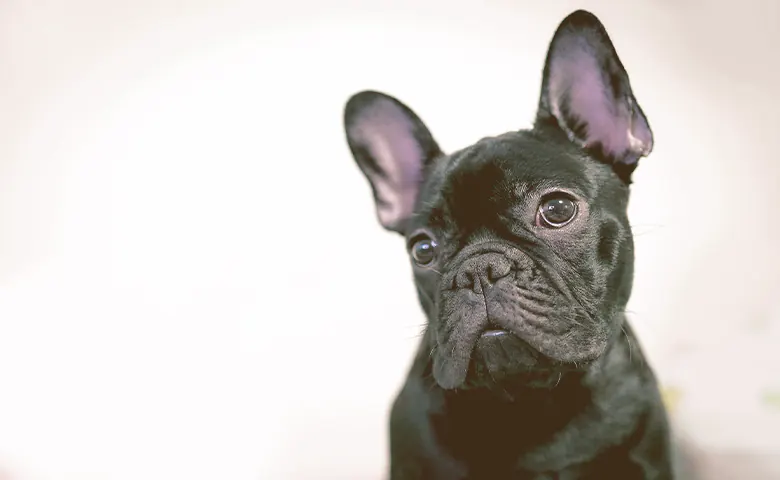 French bulldog looking and tilting their head