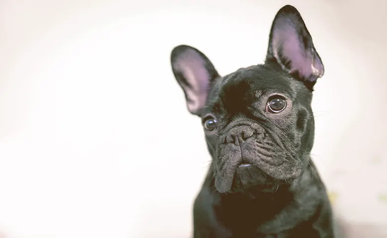 French bulldog looking and tilting their head French bulldog looking and tilting their head