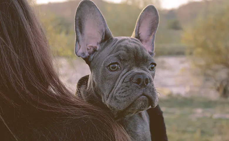 French bulldog looking on the shoulder of the owner