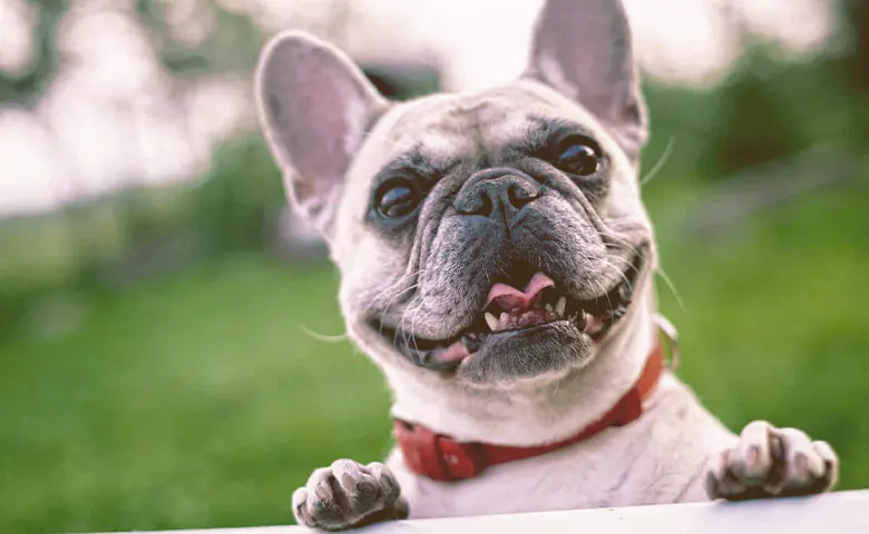 french bulldog looking over