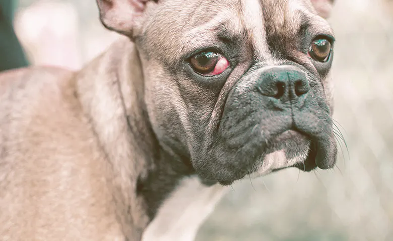 French bulldog looking sad