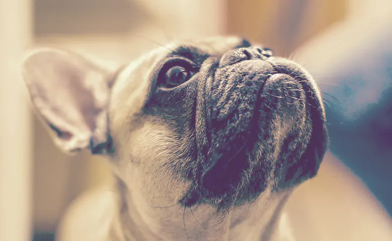 French bulldog looking up