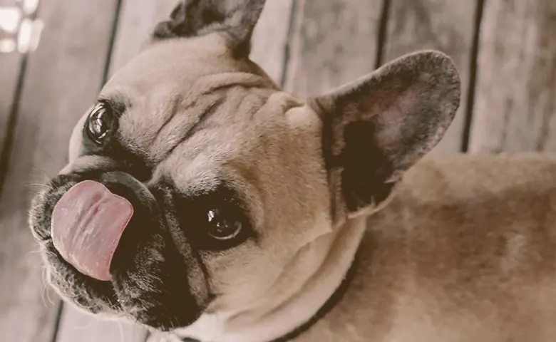 French bulldog looking up and leaking mouth