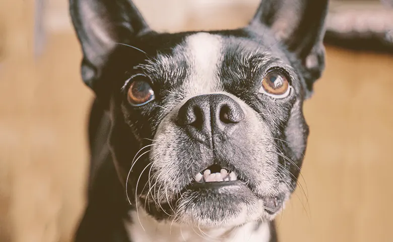 French bulldog looking up showing his teeth